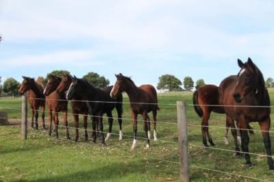 Weanling+Fillies