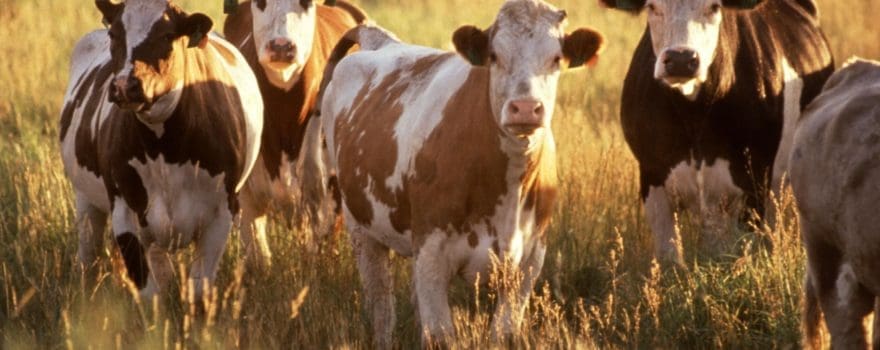 About 1 on 1 Nutrition