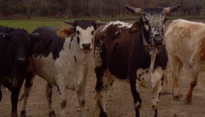 Feedlot Groups