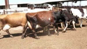 milkcows-walking